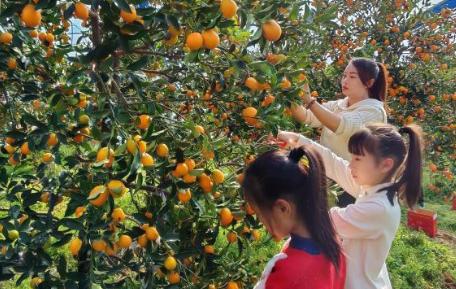 “中国金柑之乡”迎丰收 “小金豆”变身“黄金产业”